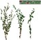 Large Dried Eucalyptus Stems - Real Preserved Fresh Eucalyptus Plant for Arrangement